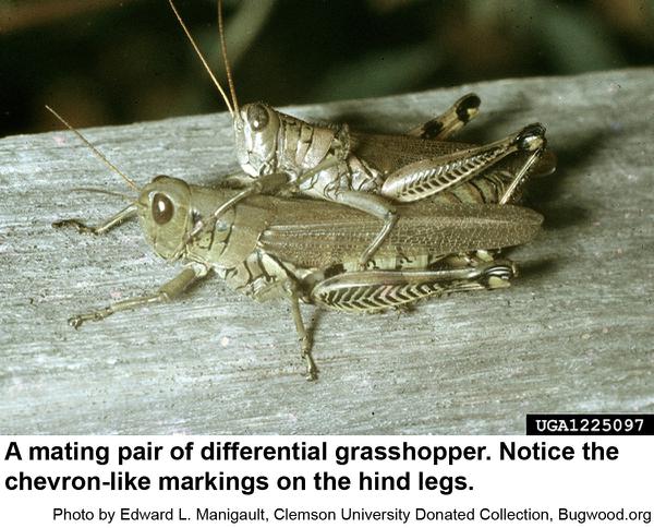 Thumbnail image for Grasshoppers on Ornamental Plants
